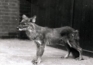 Chien sauvage au zoo de Londres